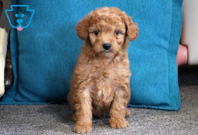 Landon Mini Goldendoodle2