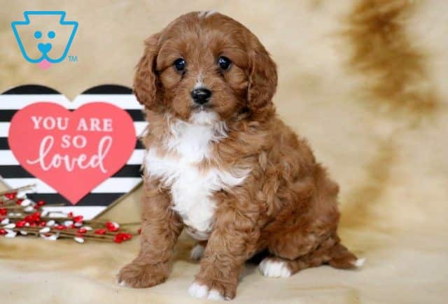 Leo Cavapoo 1-001