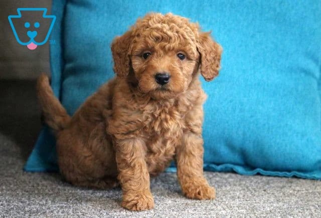 Leo mini Goldendoodle