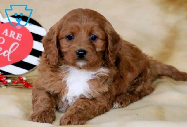 Lizzy Cavapoo 1-001