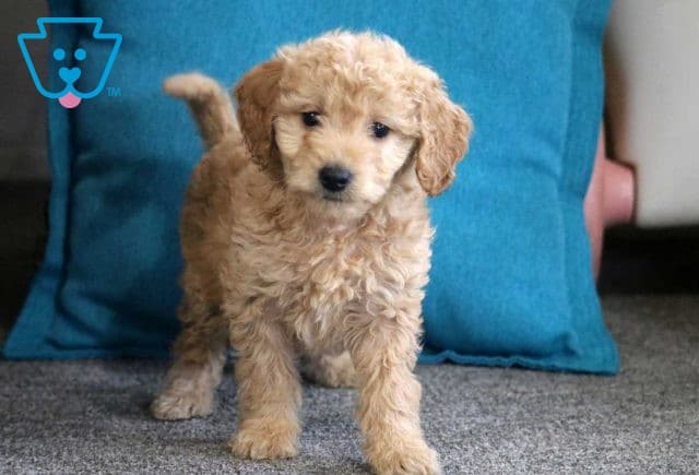 Lola Mini Goldendoodle
