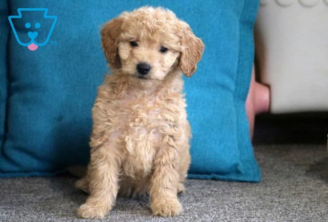 Lola Mini Goldendoodle2