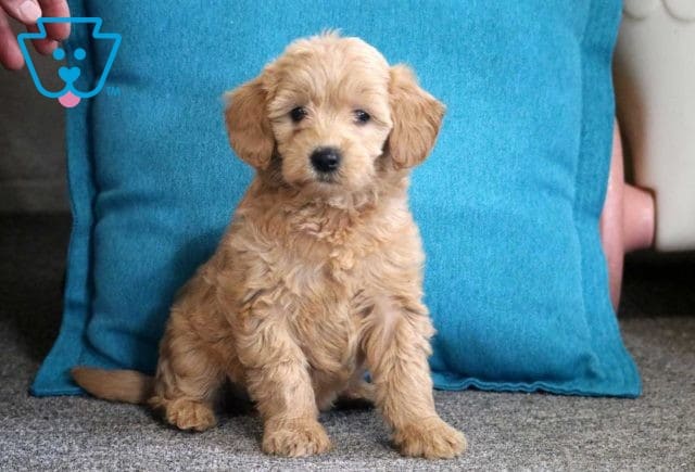 Love Mini Goldendoodle