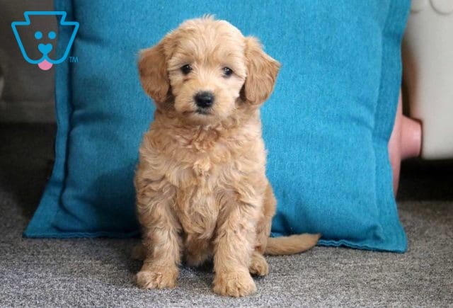 Love Mini Goldendoodle2