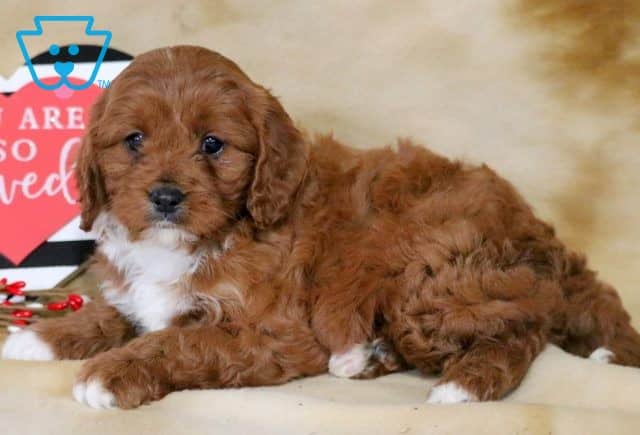 Luka Cavapoo 1-001