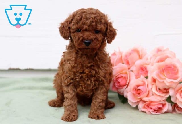 Luka Mini Poodle