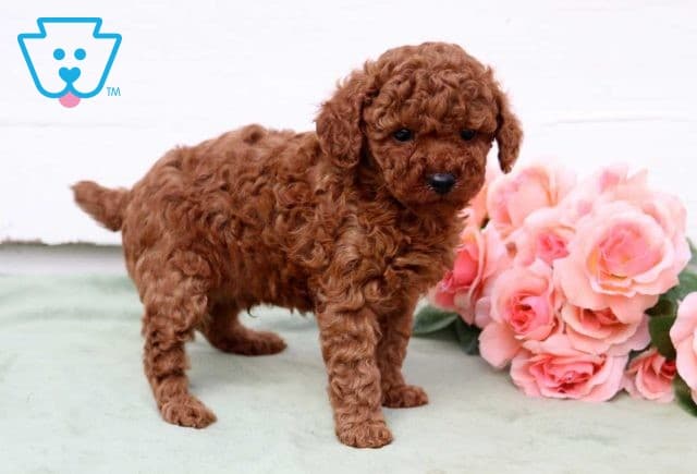 Luka Mini Poodle2