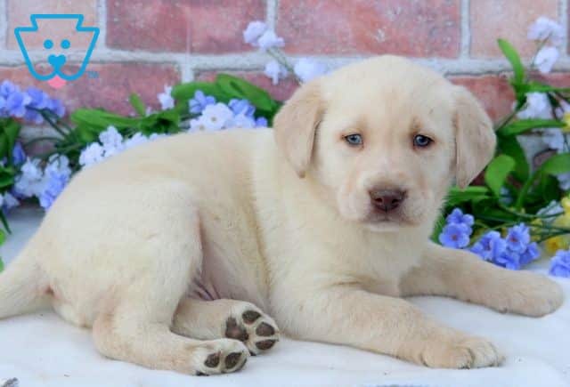 Luka Yellow Lab 1-001