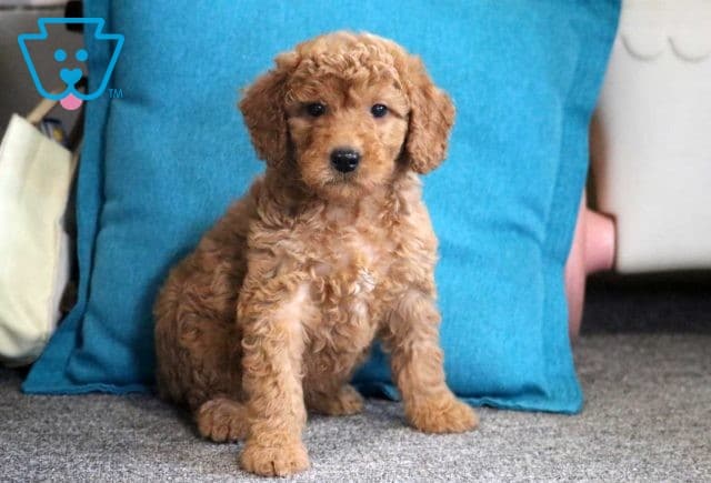 Lyle Mini Goldendoodle