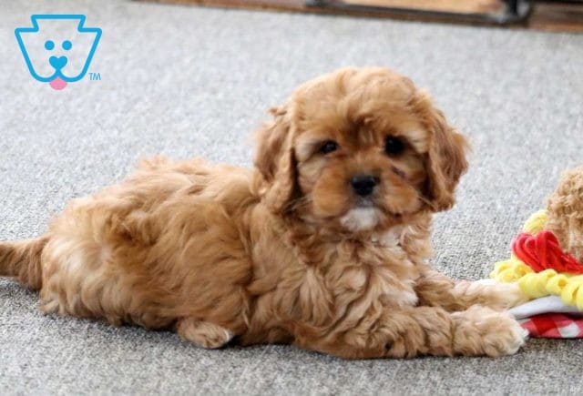 Macky Cavapoo