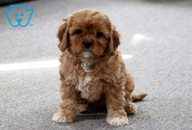 Macky Cavapoo2