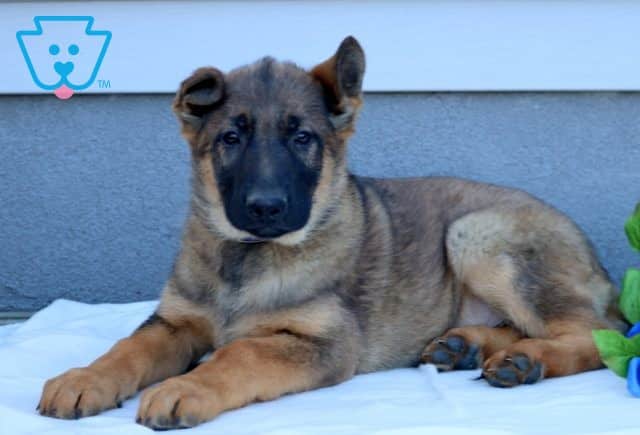 Maddox 1-001