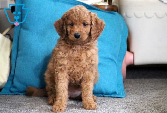 Navi Mini GOldendoodle