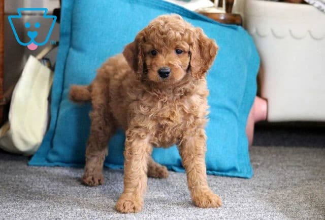 Navi Mini GOldendoodle2