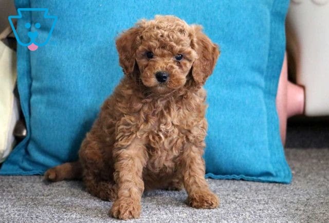 Nelli Mini Goldendoodle