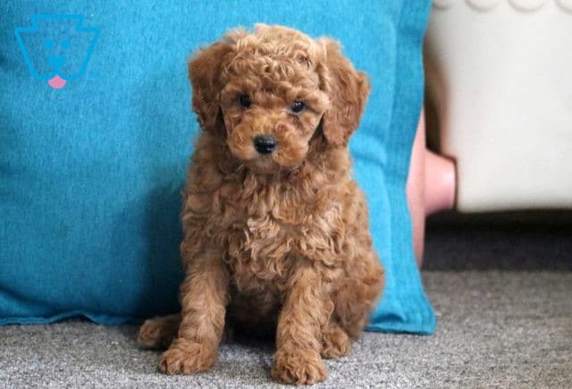 Nelli Mini Goldendoodle2