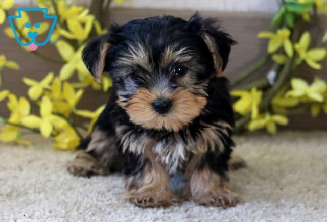 Petey Yorkie
