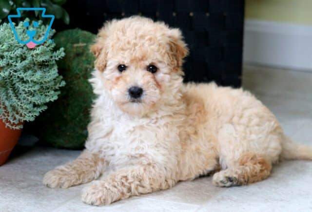 Pupcake Mini Goldendoodle 1-001