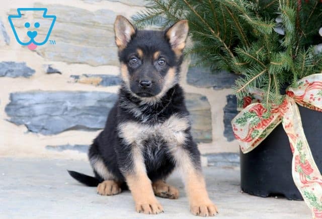 Quincy German Shepherd 1-001