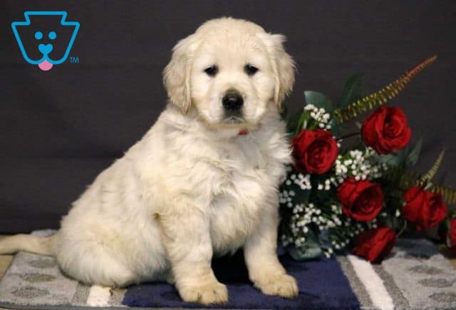 Riggs Golden