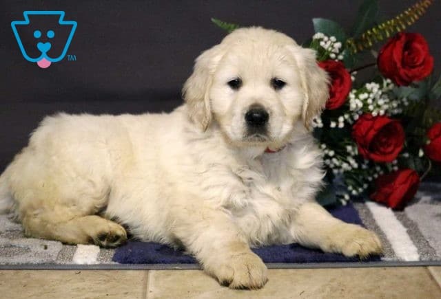 Riggs Golden2