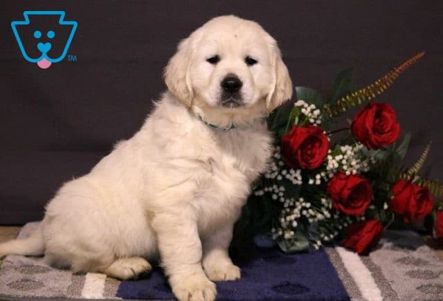 Rover Golden