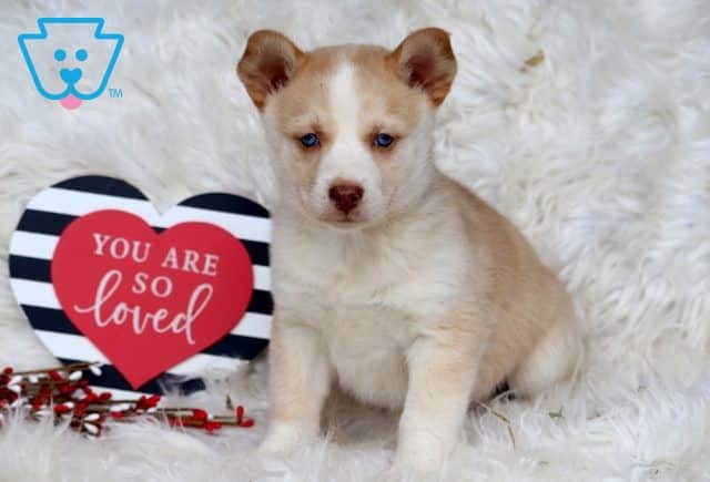 Roxy Australian Shepherd Mix 1-001