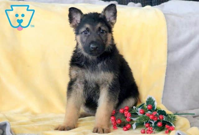 Sal German Shepherd 1-001