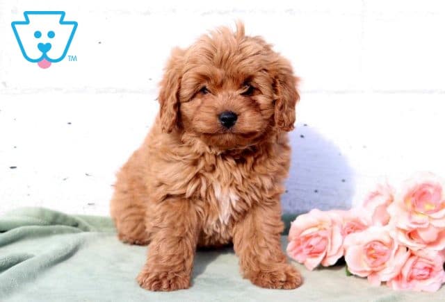Sonny Cavapoo