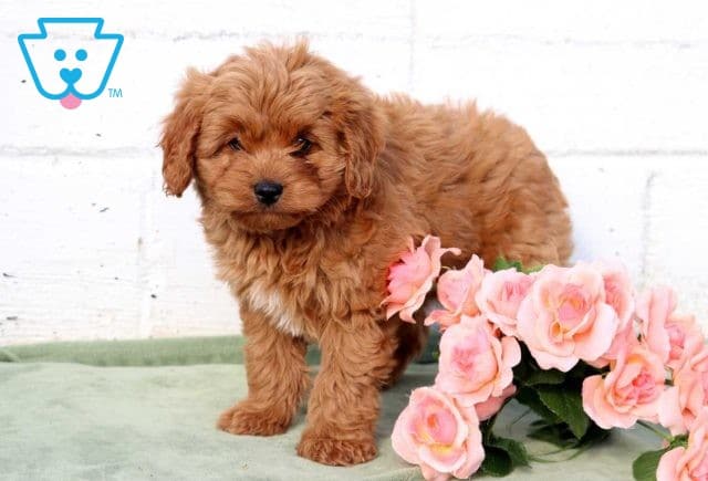 Sonny Cavapoo2