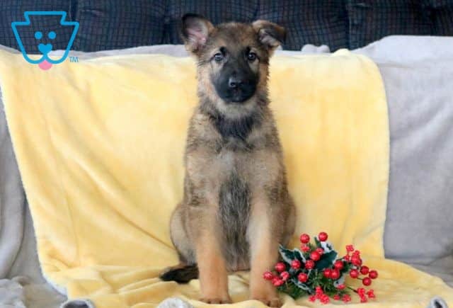 Sophie German Shepherd 1-001