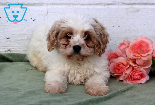 Star Cavapoo