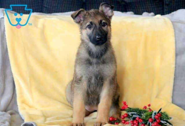 Star German Shepherd 1-001