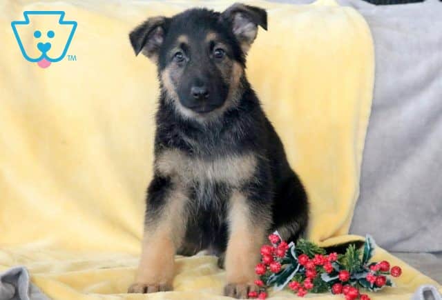 Stinger German Shepherd 1-001