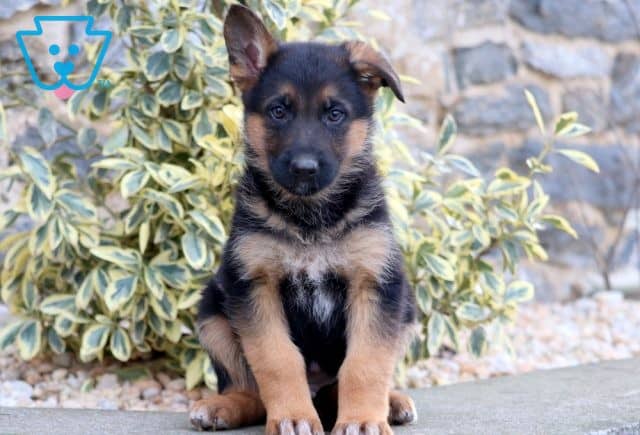 Tarzan German Shepherd 1-001