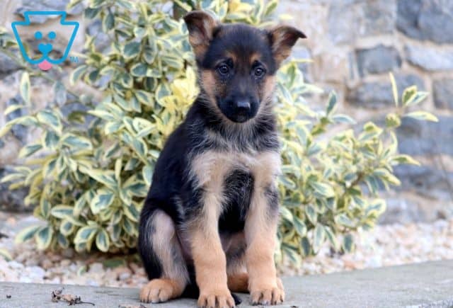 Taz German Shepherd 1-001