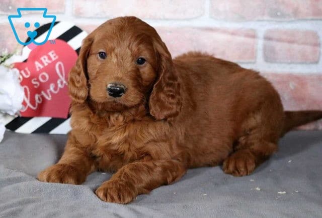 Teddy Mini Goldendoodle