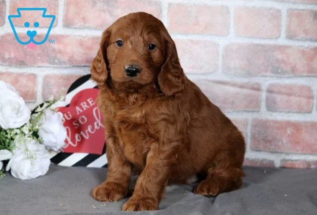 Teddy Mini Goldendoodle2