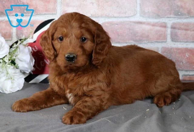 Tike Mini Goldendoodle