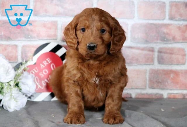 Tike Mini Goldendoodle2