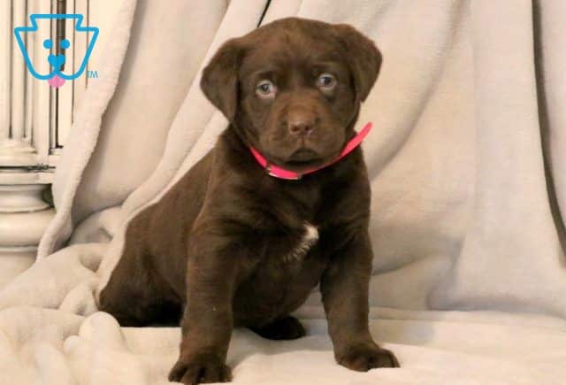 Tinker Chocolate Lab 1-001