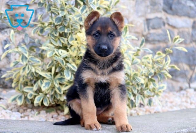 Tiny German Shepherd 1-001