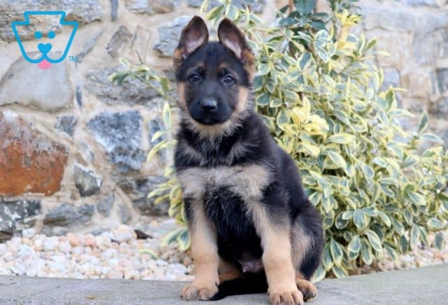 Tip German Shepherd 1-001