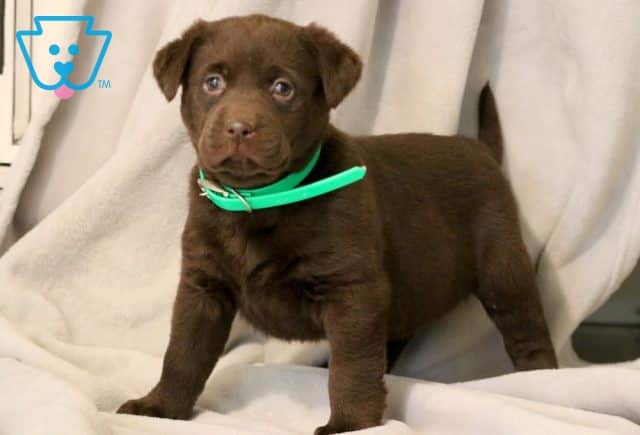 Tootsie Chocolate Lab 1-001