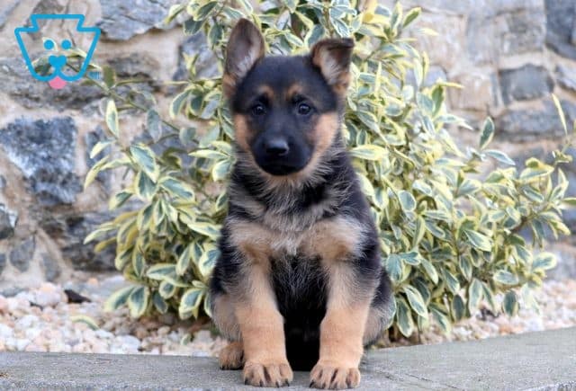 Tori German Shepherd 1-001