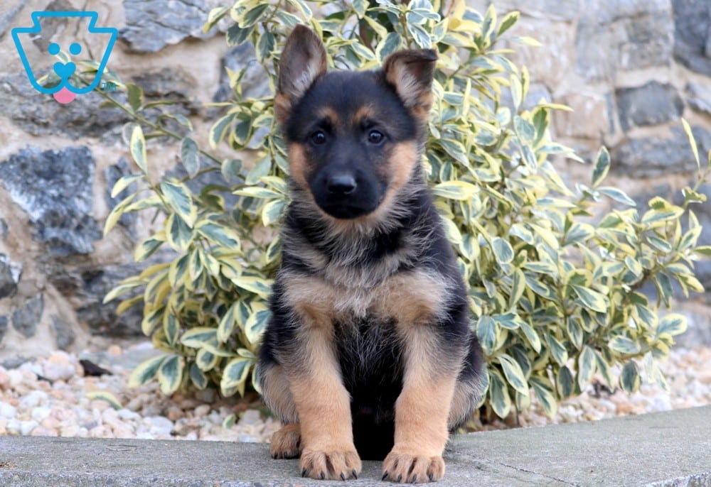 Tori | German Shepherd Puppy For Sale | Keystone Puppies Tori | German Shepherd Puppy For Sale | Keystone Puppies