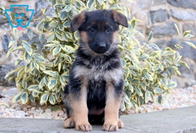 Trina German Shepherd 1-001
