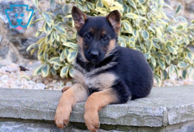 Trixie German Shepherd 1-001
