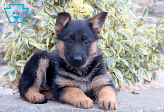 Trolly German Shepherd 1-001