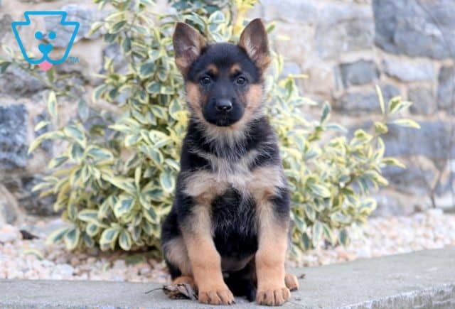 Trudy German Shepherd 1-001